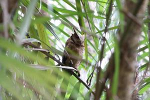 sunda scops coruja entre palmeiras foto