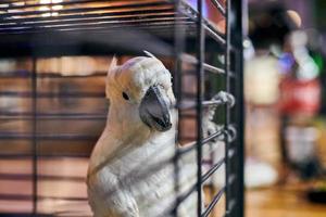 papagaio cacatua branco bonito na gaiola no fundo interior do café, engraçado pássaro doméstico foto