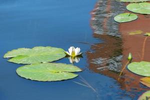 flor de nenúfar na lagoa da cidade. lindo lótus branco com pólen amarelo. símbolo nacional de bangladesh. foto