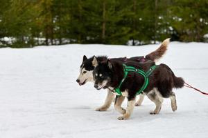 correndo cão husky na corrida de cães de trenó foto