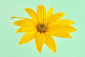 topinambur flor amarela alcachofra de jerusalém um flowerhead com pétalas amarelas sobre fundo verde foto