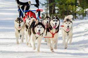 competição de corrida de cães de trenó. cães husky siberiano no arnês. desafio do campeonato de trenó na floresta da rússia de inverno frio. foto