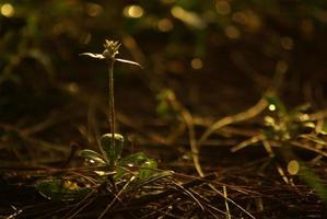 pequena flor de erva daninha na luz dourada da manhã foto