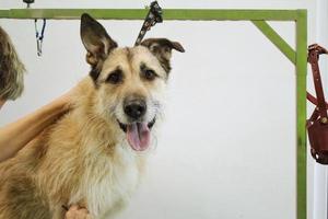 mão de mulher faz um corte de cabelo de raça com pente depois de lavar a pele do cachorro no salão de beleza. uso de ferramenta para pentear a lã. conceito profissional de cuidados com animais de estimação. close-up com espaço de cópia para texto foto