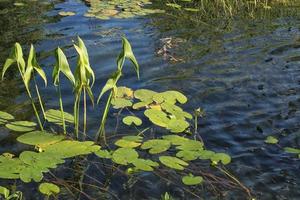 flor de nenúfar e folhas verdes na água do lago no dia de verão. almofadas de lótus flutuantes na lagoa. conceito de habitat natural e diversidade biológica. plantas decorativas do jardim botânico. dia mundial das zonas húmidas foto