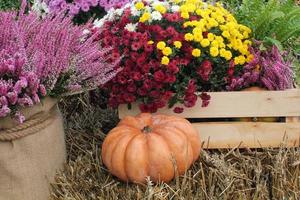 abóboras e cabaças orgânicas coloridas na feira agrícola. colhendo o conceito de tempo de outono. jardim queda planta natural. decoração de dia das bruxas de ação de graças. fundo rural fazenda festiva. comida vegetariana. foto