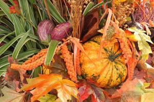 abóboras e cabaças orgânicas coloridas na feira agrícola. colhendo o conceito de tempo de outono. jardim queda planta natural. decoração de dia das bruxas de ação de graças. fundo rural fazenda festiva. comida vegetariana. foto