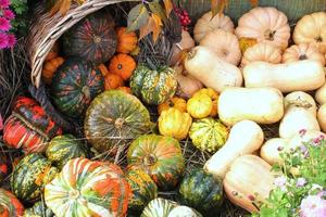 abóboras e cabaças orgânicas coloridas na feira agrícola. colhendo o conceito de tempo de outono. jardim queda planta natural. decoração de dia das bruxas de ação de graças. fundo rural fazenda festiva. comida vegetariana. foto