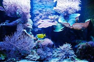 Yellow tang é uma espécie de peixe de água salgada da família acanthuridae no aquário. foto