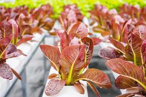 planta de salada de alface de folhas vermelhas orgânicas frescas em sistema de fazenda de vegetais hidropônicos foto