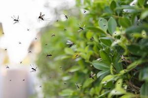 enxame de mosquitos voam no parque foto