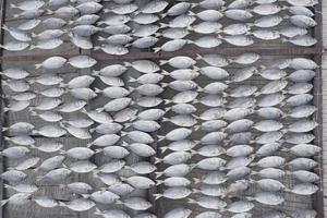 peixe dos pescadores que são secos ao sol para torná-lo mais durável, o processo de fazer peixe salgado foto