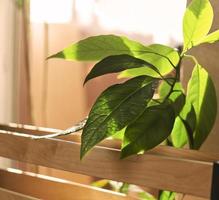 planta de abacate em vaso em casa à luz do sol interior e pranchas de madeira decoração de interiores jardinagem abstrata foto