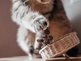 gato malhado de cavala cinza listrado em desfocagem brincando com cones de amieiro em uma cesta de palha. paleta neutra, sombra de tendência, design de pôster foto