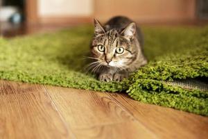 gato bege listrado com olhos verdes deitado em um tapete verde e se preparando para pular na sala de casa animais de estimação fofos animais foto