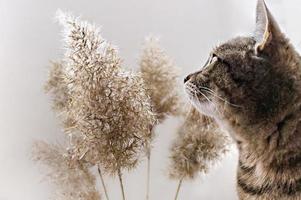gato malhado de cavala cinza listrado perto de galhos de cana macios secos, foco seletivo, paleta neutra foto