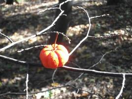 abóbora no fundo da floresta de outono no halloween foto