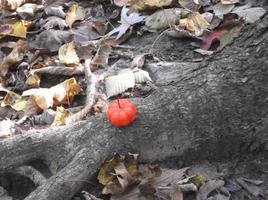 abóbora no fundo da floresta de outono no halloween foto