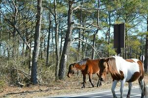 cavalos selvagens marrons e brancos andando na estrada foto