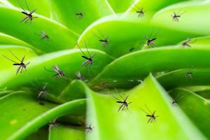 muitos mosquitos voam sobre a água estagnada na planta de folha no jardim foto