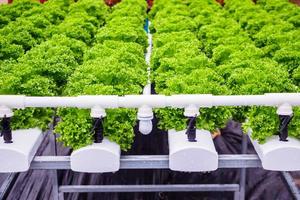 planta de salada de alface de folhas verdes orgânicas frescas em sistema de fazenda de vegetais hidropônicos foto