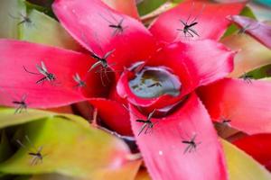 muitos mosquitos voam sobre a água estagnada na planta de folha no jardim foto