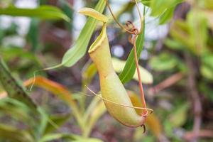 plantas carnívoras ou copos de macaco no jardim foto