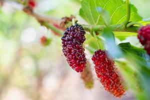 frutas frescas de amora vermelha no galho de árvore foto