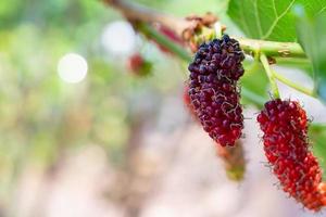 frutas frescas de amora vermelha no galho de árvore foto