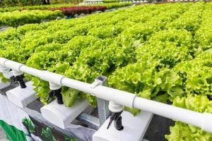 planta de salada de alface de carvalho verde orgânico fresco em sistema de fazenda de vegetais hidropônicos foto