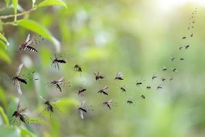 enxame de mosquitos voam no parque foto