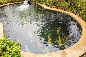 carpas extravagantes coloridas koi peixes na lagoa do jardim foto