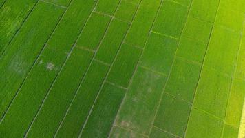 vista aérea de campos verdes na primavera. bela área verde de campos de arroz jovens ou áreas agrícolas no norte da tailândia. fundo de paisagem natural. foto