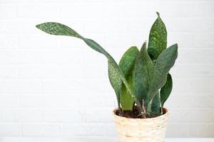 planta de interior sansevieria masoniana após o transplante em um novo solo e vaso. hobbies, cultivar e cuidar de plantas domésticas, o interior da casa verde foto