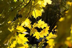 folhas de bordo amarelas em uma árvore - clima de outono, outono dourado, previsão do tempo foto
