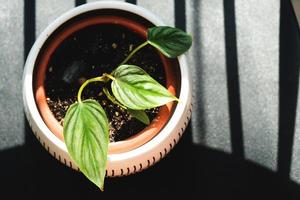 philodendron plowmanii um pequeno caule enraizado em um close-up de panela. criação de espécies raras de plantas de casa, cultivo e cuidado de aróides. foto