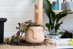 transplantar uma planta caseira para um novo vaso. replantação de filodendro, plantas exóticas, cuidados e reprodução de uma planta em vaso, close-up de mãos foto