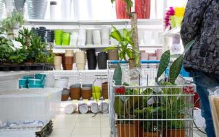 vasos de plantas em um carrinho de floricultura - compra de plantas caseiras para cultivo e cuidado, como presente foto