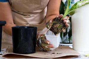transplantando uma rara escama de dragão diffenbachia de uma planta doméstica em um novo vaso. uma mulher planta um talo com raízes em um novo solo. cuidado e reprodução de uma planta em vaso, close-up de mãos foto