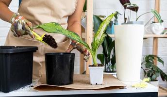 transplantando uma rara escama de dragão diffenbachia de uma planta doméstica em um novo vaso. uma mulher planta um talo com raízes em um novo solo. cuidado e reprodução de uma planta em vaso, close-up de mãos foto