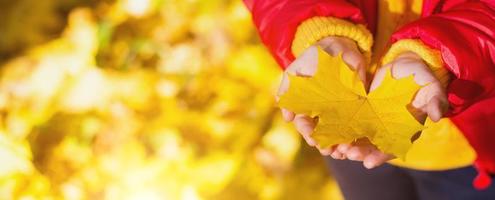 folha de bordo amarela seca nas palmas das crianças - clima de outono, mudança de estação foto
