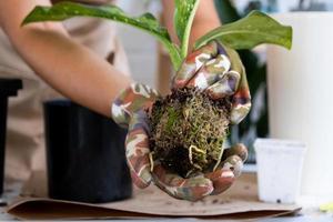 transplantando uma rara escama de dragão diffenbachia de uma planta doméstica em um novo vaso. uma mulher planta um talo com raízes em um novo solo. cuidado e reprodução de uma planta em vaso, close-up de mãos foto