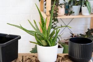 planta medicinal de interior aloe vera após o transplante em um novo solo e vaso. hobbies, cultivar e cuidar de plantas domésticas foto