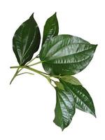 folha de betel de caule com folhas jovens e frutas isoladas no fundo branco foto
