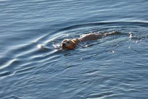 cachorro brincando e tomando banho no mar nas primeiras horas da manhã. foto