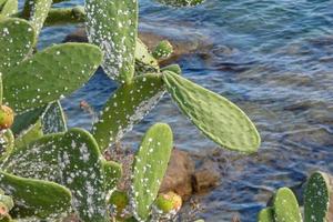 pera espinhosa com peras espinhosas, uma planta do sul da europa e norte da áfrica. foto