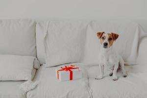 cão jack russell terrier senta-se no sofá macio branco perto da caixa de presente. cão de pedigree em ambiente doméstico no apartamento moderno. predomina a cor branca. tiro horizontal foto