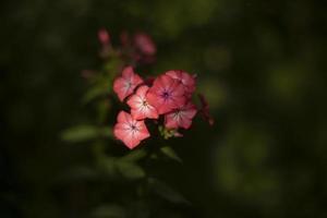 flor rosa do jardim. flores de verão de fundo natural. foto