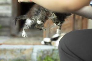 mão pega gatinho na rua. menina pega gatinho sem-teto. foto