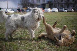 cães brincam. animais de estimação na rua. cães grandes brigam. animais de estimação ambulantes no verão. foto